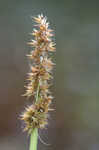 Awlfruit sedge